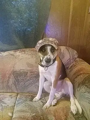 Name Beagle Dog Duke