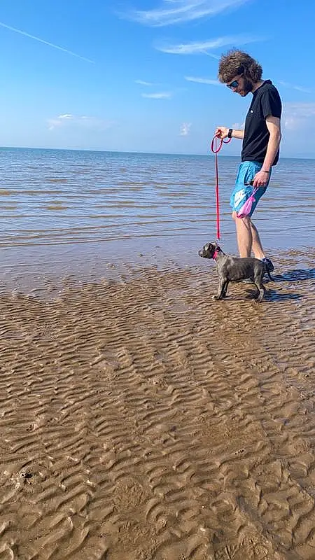 Water, Cloud, Sky, Dog, Shorts, Beach, People In Nature, People On Beach, Carnivore, Fawn, Horizon, Travel, Landscape, Dog breed, Leisure, Tree, Fun, Companion dog, Sand