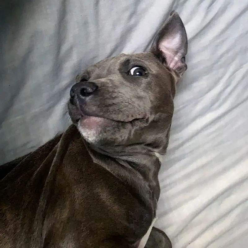 Dog, Dog breed, Carnivore, Grey, Whiskers, Fawn, Ear, Snout, Companion dog, Canidae, Snow, Terrestrial Animal, Working Animal, Non-sporting Group, Mexican Hairless Dog, Collar, Ancient Dog Breeds