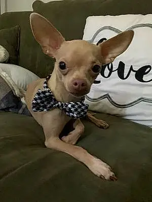Name Chihuahua Dog Beast