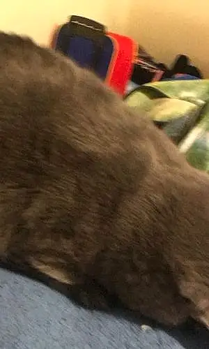 Chartreux Cat Olaf