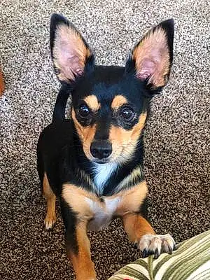 Name Chihuahua Dog Jett