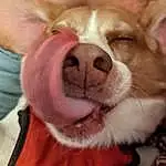 Dog, Dog breed, Carnivore, Ear, Working Animal, Pink, Fawn, Companion dog, Liver, Whiskers, Snout, Furry friends, Paw, Terrestrial Animal, Canidae, Wrinkle, Chihuahua, Puppy love, Dog Toy
