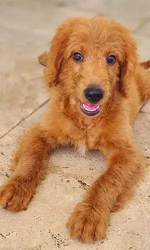 Name Goldendoodle Dog Bennett