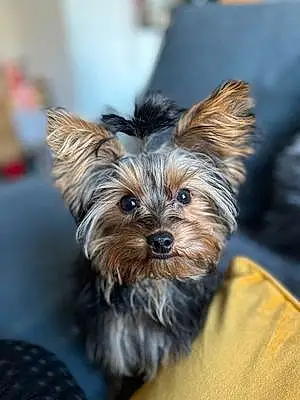 Name Yorkshire Terrier Dog Roxy