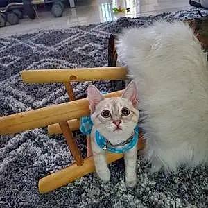 Siamese Cat Penny