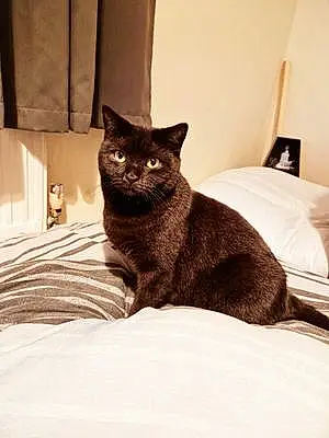 Name British Shorthair Cat Elvira