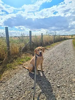 Name Labrador Retriever Dog Elsie