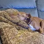 Dog, Comfort, Dog breed, Carnivore, Couch, Companion dog, Linens, Working Animal, Room, Nap, Terrestrial Animal, Furry friends, Sleep, Canidae, Felidae, Bedding, Art