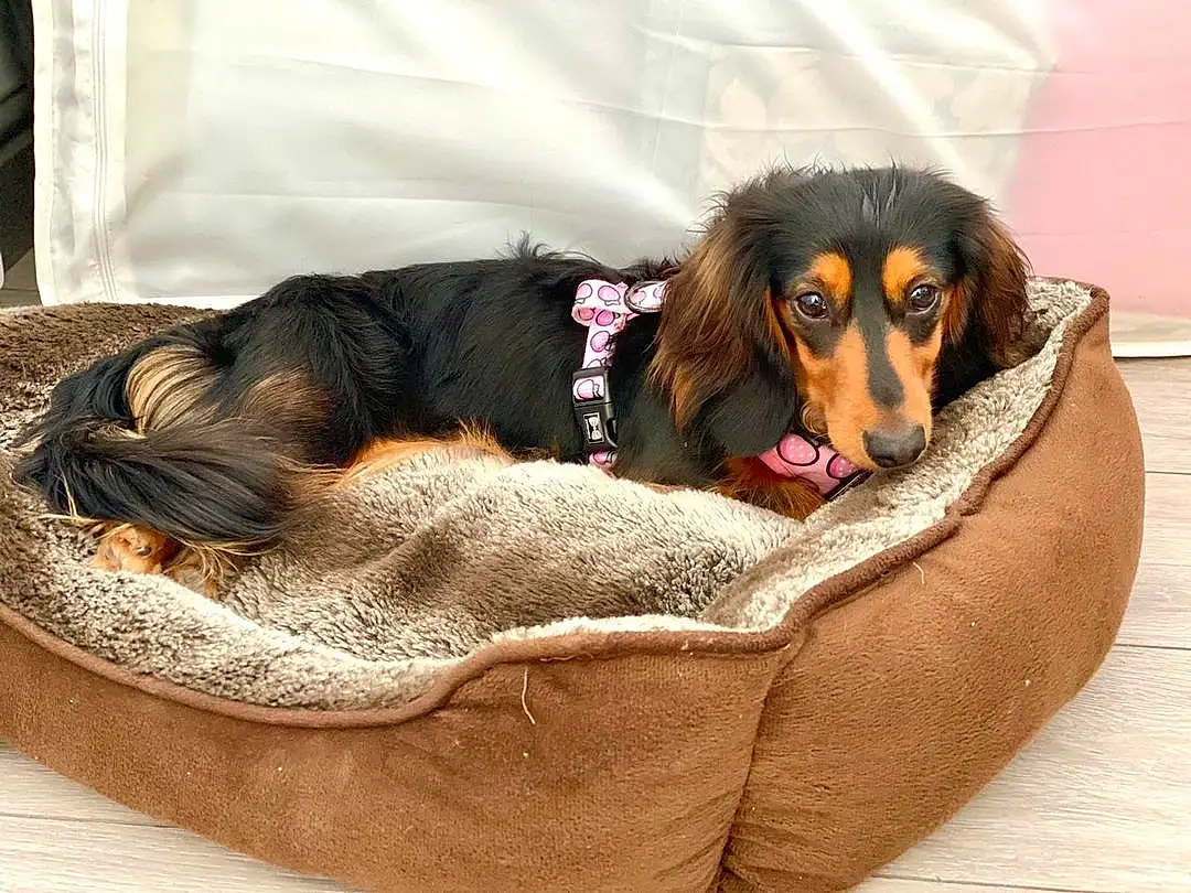 Dog, Dog breed, Dog Supply, Comfort, Carnivore, Companion dog, Fawn, Dog Bed, Liver, Pet Supply, Snout, Working Animal, Canidae, Furry friends, Paw, Sitting, Spaniel, Guard Dog, Puppy