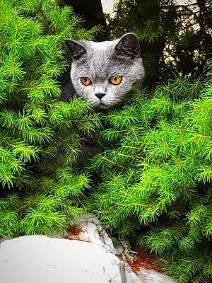 Name British Shorthair Cat Kingsley
