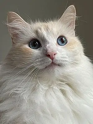 Name Siamese Cat Dora
