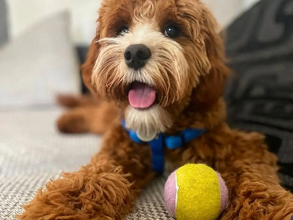 Dog, Dog breed, Carnivore, Tennis Ball, Liver, Companion dog, Dog Supply, Water Dog, Ball, Snout, Toy Dog, Canidae, Stuffed Toy, American Football, Terrier, Dog Toy, Furry friends, Toy, Puppy