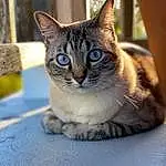 Cat, Eyes, Felidae, Carnivore, Window, Small To Medium-sized Cats, Grey, Whiskers, Fawn, Snout, Door, Tree, Domestic Short-haired Cat, Furry friends, Terrestrial Animal, Sitting