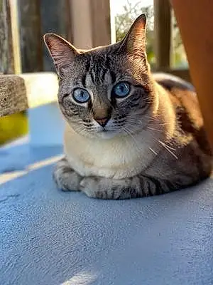Name Siamese Cat Austin