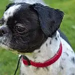 Dog, Dog breed, Collar, Carnivore, Whiskers, Fawn, Companion dog, Grass, Dog Collar, Snout, Pug, Toy Dog, Working Animal, Furry friends, Terrestrial Animal, Leash, Pet Supply, Canidae, Wrinkle