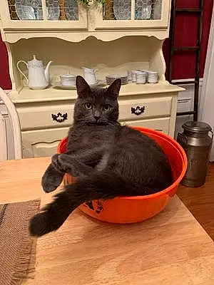 Chartreux Cat Jinx
