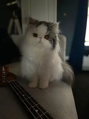 Name Persian Cat Elsie