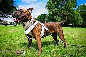 Staffordshire Bull Terrier Dog Brandy