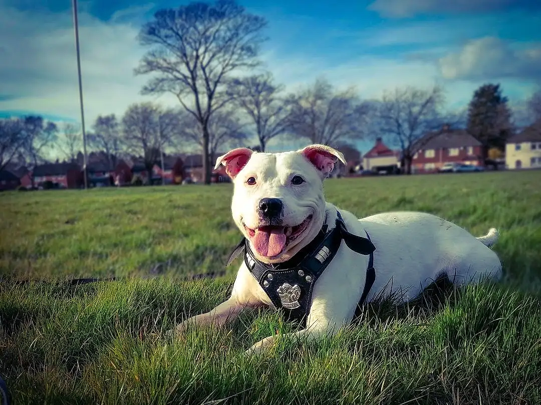 Cloud, Sky, Dog, Carnivore, Tree, Plant, Collar, Dog breed, Grass, Companion dog, Happy, Snout, Grassland, Dog Collar, Meteorological Phenomenon, Terrier, Pasture, Landscape, Whiskers