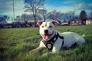 Staffordshire Bull Terrier Dog Buster