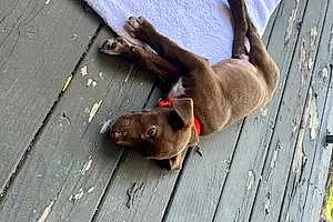 Name Labrador Retriever Dog Choco