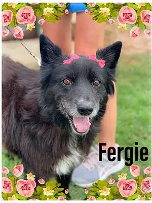 Name Mixed breed Dog Fergie