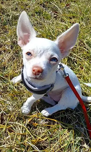 Name Chihuahua Dog Beauty