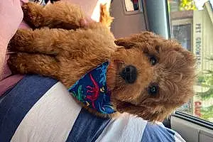 Name Goldendoodle Dog Emmett
