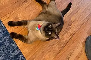 Name Siamese Cat Franky