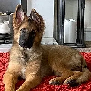 Name German Shepherd Dog Isla
