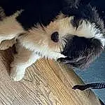 Dog, Dog breed, Carnivore, Companion dog, Wood, Snout, Tail, Toy Dog, Hardwood, Terrier, Paw, Furry friends, Foot, Canidae, Small Terrier, Whiskers, Wood Stain, Working Animal