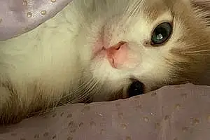 Name American Shorthair Cat Goldie