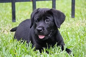 Name Labrador Retriever Dog Beaux