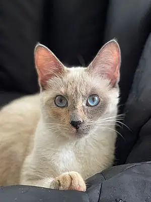 Name Siamese Cat Fiji