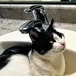 Cat, Plumbing Fixture, Hood, Tap, Sink, Window, Carnivore, Automotive Design, Felidae, Plumbing, Whiskers, Tail, Water, Small To Medium-sized Cats, Domestic Short-haired Cat, Comfort, Automotive Lighting, Furry friends, Windshield, Automotive Exterior