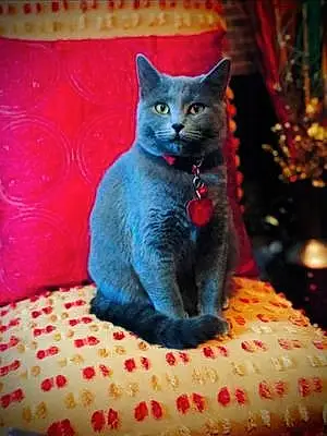 Chartreux Cat Coco