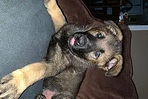 Name German Shepherd Dog Bane
