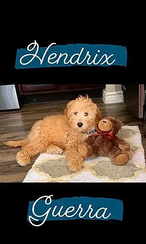 Name Dog Hendrix