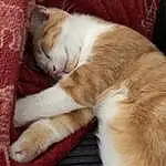 Cat, Comfort, Carnivore, Fawn, Whiskers, Felidae, Small To Medium-sized Cats, Snout, Tail, Furry friends, Wood, Paw, Foot, Companion dog, Domestic Short-haired Cat, Nap, Claw, Sleep, Human Leg