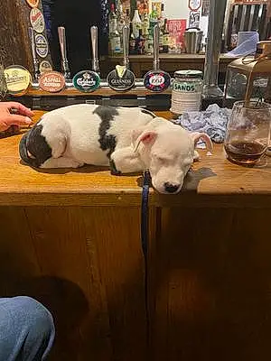 Staffordshire Bull Terrier Dog Abel
