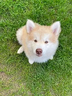 Alaskan Malamute Dog Milo