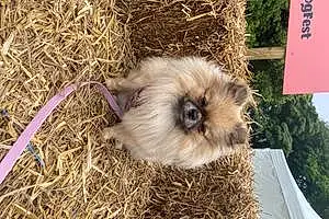 Name Pomeranian Dog Lilah