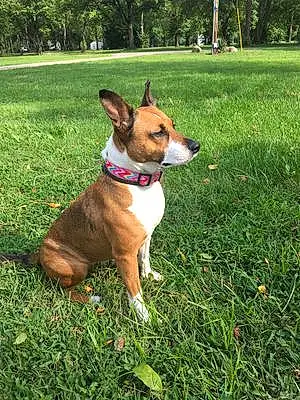 Name American Staffordshire Terrier Dog Gidget