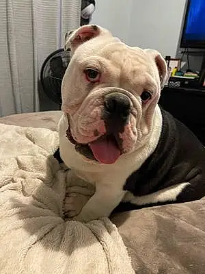 Name Bulldog Dog Cyrus
