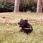 Plant, Dog, Dog breed, Tree, Carnivore, Grass, Companion dog, Terrestrial Animal, Tints And Shades, Snout, Tail, Groundcover, Working Animal, Dog Collar, Canidae, Guard Dog, Soil, Borador, Collar