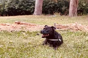 Staffordshire Bull Terrier Dog King Junjah Gideon Mensah
