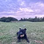 Cloud, Sky, Dog, Dog breed, Plant, Carnivore, Tree, Flash Photography, Grass, Fawn, Companion dog, Grassland, Happy, Wood, Tints And Shades, Landscape, Snout, Meadow, Lawn