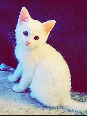 Name Cat Khaleesi