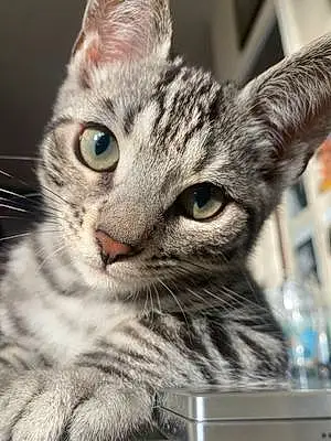Bengal Cat Halo